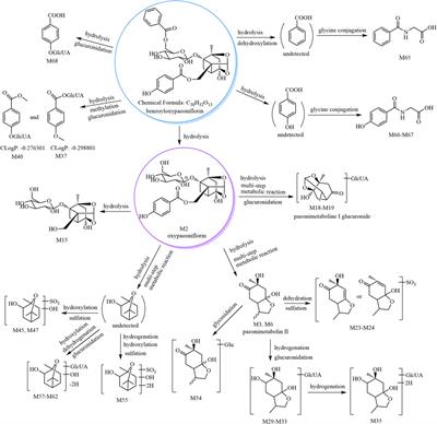 Metabolism of Paeoniae Radix Rubra and its 14 constituents in mice